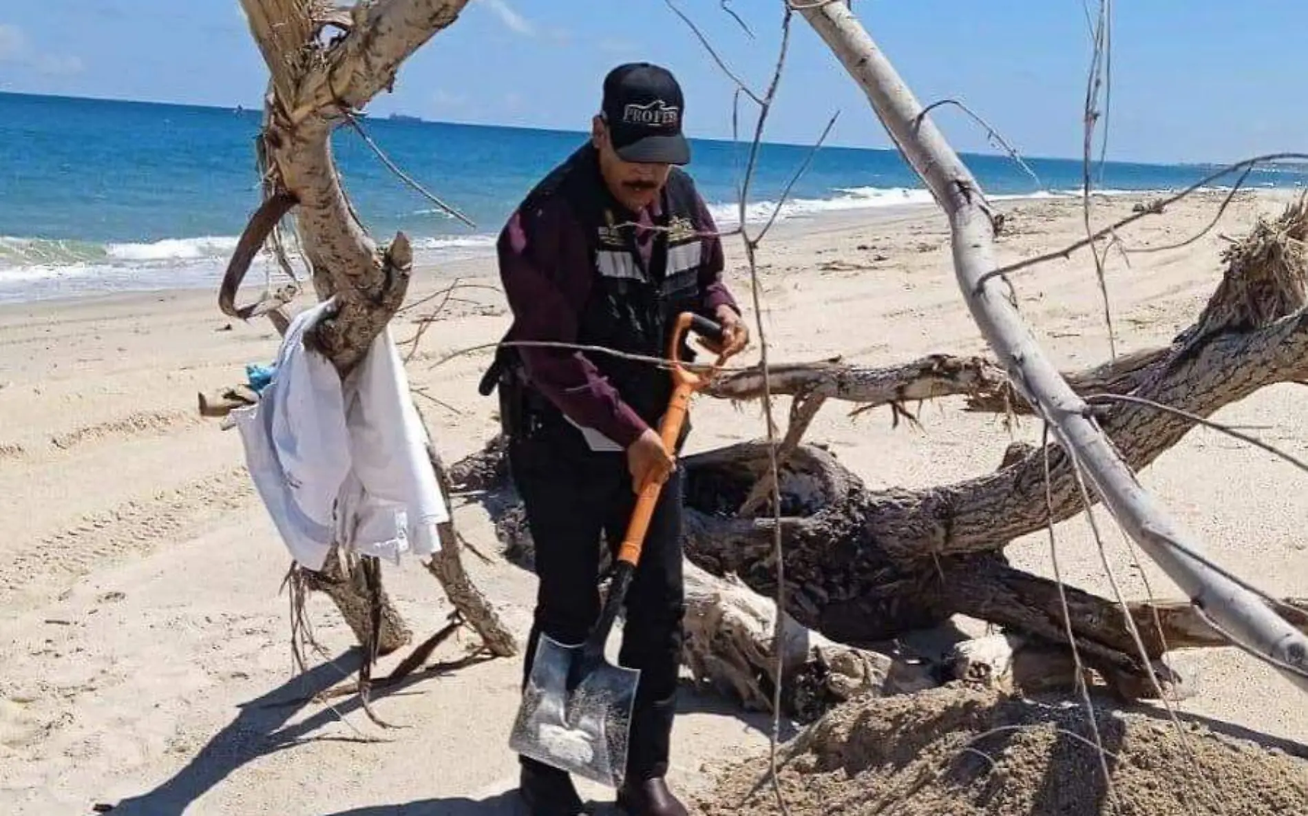 Encuentran delfín muerto en Playa Miramar, a la altura de Velamar Profepa (2)